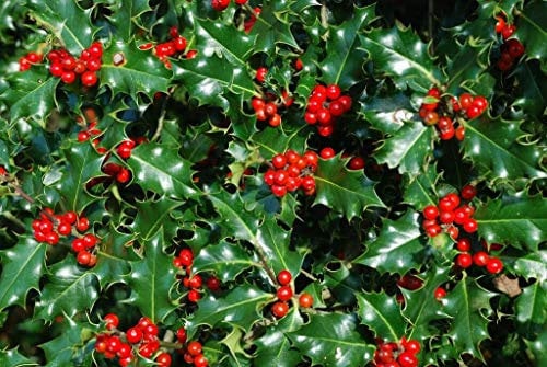 1 Holly Hedging Plants Native Evergreen Ilex Aquilfolium Fast Growing Shrubs 25-30cm Potted Sunnyside Nurseries
