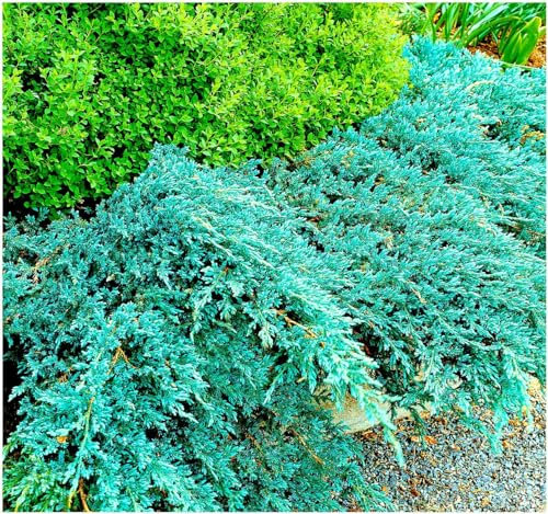 GrowOn Shrubs [x2] Dwarf Conifer Juniperus Squamata 'Blue Carpet' | Multi-Pack | Evergreen Shrubs | Outdoor Garden Ready Plants