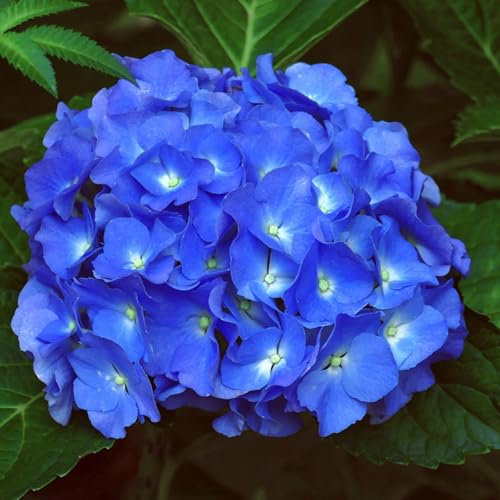 Winterhart,Mehrjährige Hortensie, Blumenzwiebel, Staude, Brautstrauß, romantisch, kältebeständig-1 zwiebel-B