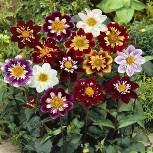 2 x Dahlia Collarette Mixed – Unique Bright and Colourful Blooms – Mix of Burgundy, Pink, Orange & Cream Flowers – Perennials – Summer Flowering Bulbs – for Your Beautiful Garden