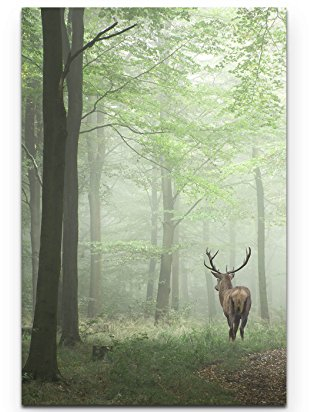 Paul Sinus Art Leinwandbilder | Bilder Leinwand 90x60cm Hirsch im Wald