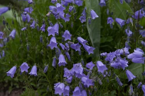 RP Seeds Campanula rotundifolia (Harebell) Seeds - 100 Seeds