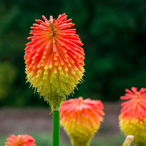 YouGarden Red Hot Poker, Kniphofia Uvaria, Set of Five Bare Roots, Ready to Plant, Dramatic Garden Flowers