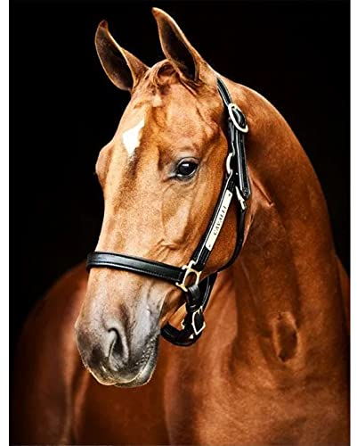 MXJSUA 5D Diamant Painting Bilder Erwachsene Set Diamond Painting Pferde Diamant Painting Pferd Braunes 5D Diamond Painting Tiere 30x40 CM