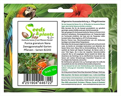 Stk - 10x Punica granatum Nana Zwerggranatapfel Garten Pflanzen - Samen B2243 - Seeds & Plants Shop by Ipsa