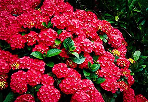 Aamish 30 Stück Rote Farbe Hortensie Blumensamen