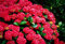 Aamish 30 Stück Rote Farbe Hortensie Blumensamen