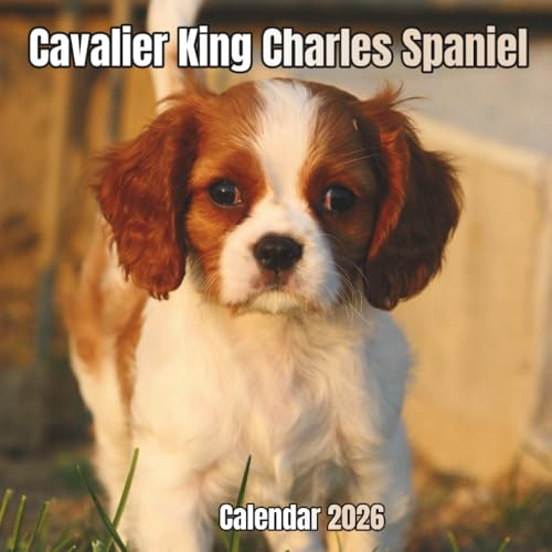 Cavalier King Charles Spaniel Calendar 2026: 14-Month Organizer from Nov 2025 to Dec 2026 | Perfect for Home, Office, School & Family Scheduling, For Men , Women , Girls , Boys