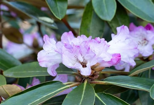 Glocken-Rhododendron 80-90 cm Ballen Rhododendron campanulatum winterhart