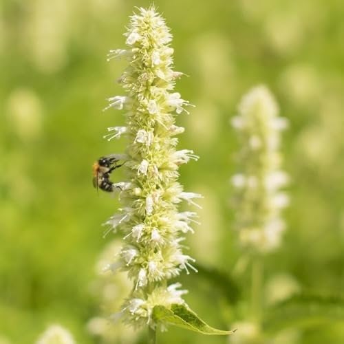 Plant Theory 9cm Pot Agastache Foeniculum Alabaster Anise Hyssop Perennial
