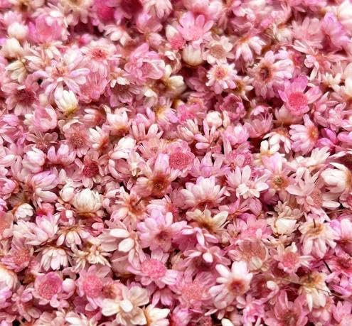 720 Stücke Trockenblumen zum Basteln Trockenblumen Getrocknete Blumen Deko Set Seife Selber Machen DIY Kerzen Gießen Zubehör Nagelkunst Handyhülle Schmuck Ohrringe Getrocknet (Rosa)