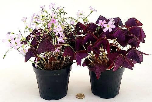 POWERS TO FLOWERS - TRIFOGLIO OXALIS TRIANGULARIS VIOLA, VASO 12CM DIAMETRO, 2 PIANTE, piante vere