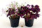 POWERS TO FLOWERS - TRIFOGLIO OXALIS TRIANGULARIS VIOLA, VASO 12CM DIAMETRO, 2 PIANTE, piante vere