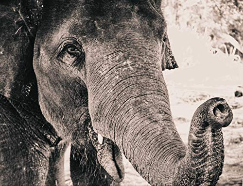 hansepuzzle 75851 - Elefant Puzzle 1000 Teile - Tierwelt-Puzzle mit hochwertiger Aufbewahrung: Kartonbox und wiederverschließbarem Beutel - Format 60 × 46 cm