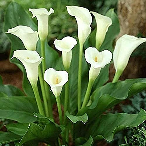 XHLKD-Y, 3 piezas Bulbos de lirio de cala colores brillantes flores blancas en forma de taza estilo decorativo único interior exterior Ornamental perennes