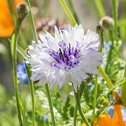 Kornblumen Samen 100 Weiß Lila FrüHlingsblumen Blumensamen Gastgeschenk Bodendecker Samen Winterhart BlüTen Gartenpflanzen Wildblumenwiese Garten Geschenke FüR Frauen