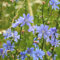 250 Graines de Chicorée Sauvage - Cichorium Intybus - Vivace rustique - Fleurs Bleu - Fleur Jardin - 317