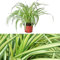 Chorophytum - DECOALIVE - Planta Araña - Planta de Interior - Plantas Natural
