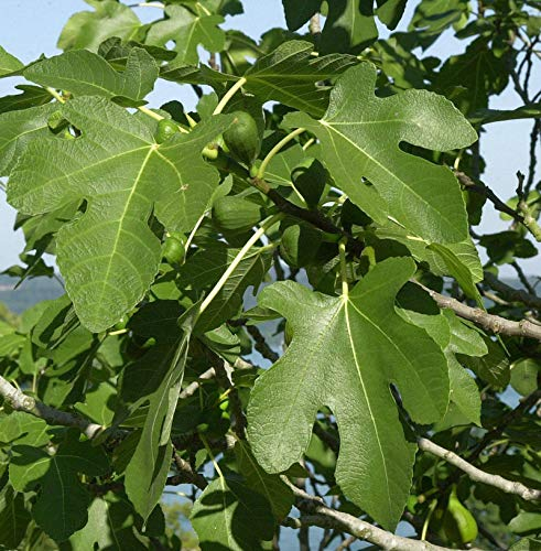 Hochstamm Feigenbaum Bornholms Diamant 100-125cm - Ficus carica - Gartenpflanze