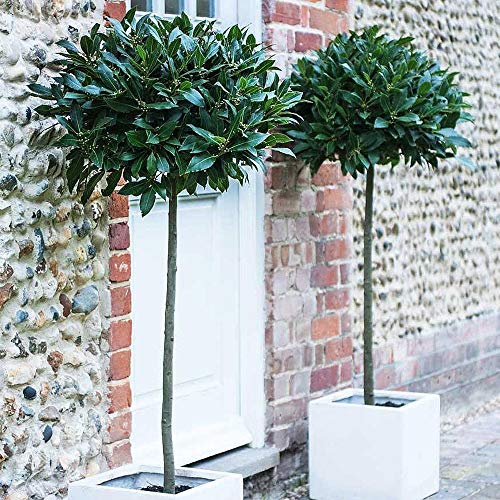 Standard Bay Tree Hardy Garden Evergreen Laurel 2 x 4L Pots 1m Tall by Thompson and Morgan (2)