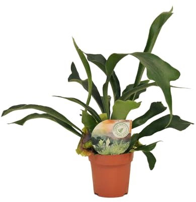Platycerium bifurcatum - 25-35cm - Ø12cm - Pianta d'appartamento - Sempreverde