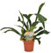 Platycerium bifurcatum - 25-35cm - Ø12cm - Pianta d'appartamento - Sempreverde