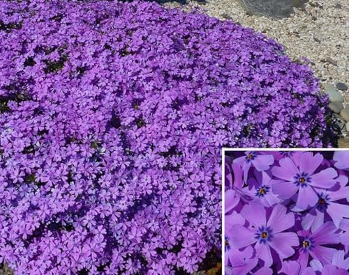 Semi di Timo Strisciante Viola – Pianta Coprisuolo Perenne, erbe aromatiche da aiuola rialzata, per Giardino, Balcone e Cortile, timo serpillo, lettino alle erbe (1000 Pcs Viola)