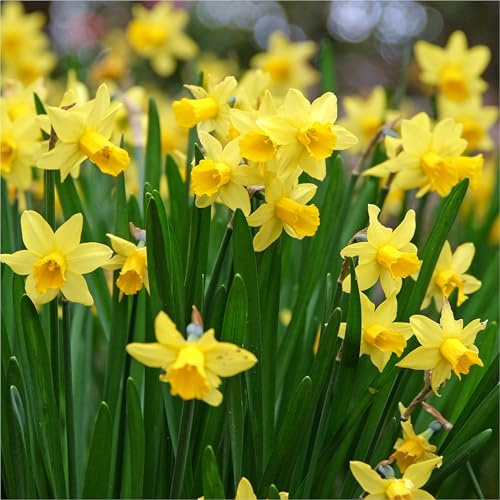 mgc24 Narzissen Tete a Tete - zum Verwildern - 200 Blumenzwiebeln | Größe ca. 12-14mm, zur Bepflanzung oder Verwilderung von Blumenbeet, Blumenkübel, Blumentopf, Vorgarten, Balkonkasten