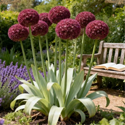 Allium poco común/Floración muy larga/Allium/Perenne resistente/Fácil mantenimiento/Decoración de jardín-8 PCS-C