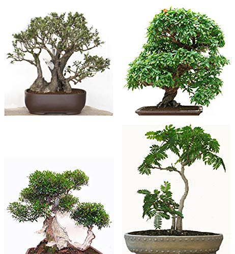 Seedeo® Bonsai Anzuchtset Mediteran deluxe (Echte Myrte, Ölbaum, Zwerg Granatapfel, Schlafbaum)