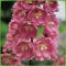 Rittersporn 'Astolat'