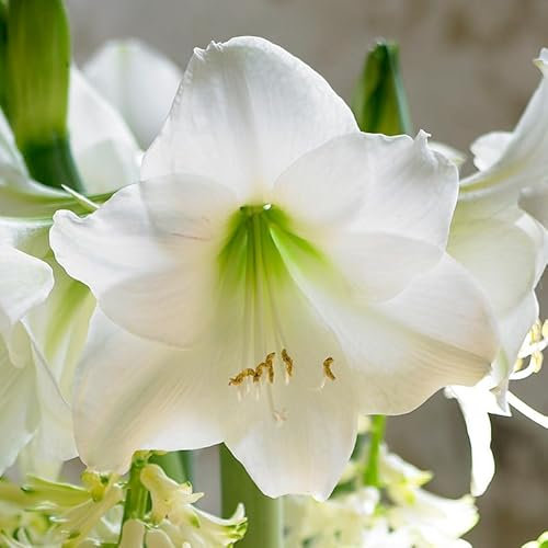 Amaryllis Mont Blanc | 1 Stück | Schnittblume | Topfpflanze | Geeignet für Kübel | Zimmerpflanze | Weiß | Zwiebelgröße 28/30 | Ritterstern | 100% Blütegarantie | QFB Gardening