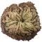 Rose della Resurrezione impianto Air Fern Spike Moss Live - Selaginella lepidophylla