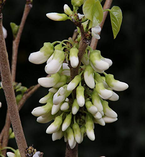 Kanadischer Hänge Judasbaum Vanilla Twist 80-100cm - Cercis canadensis - lebende Gartenpflanze aus den Baumschulen