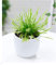 BALDUR Garten Fleischfressende Pflanze Sonnentau, 1 Pflanze, Drosera, natüricher Fliegenfänger Zimmerpflanze, Grünpflanze, mehrjährig - frostfrei halten