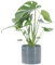 KENTIS - Monstera Deliciosa Pianta Vera da Interno - Piante da Appartamento - H 45-55 cm Vaso Ø 14 cm