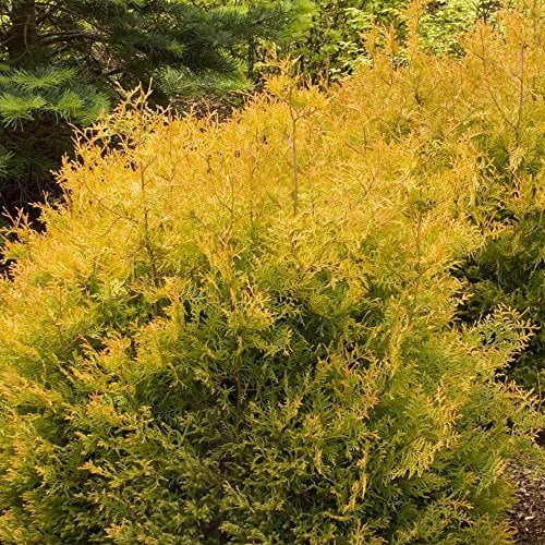 Thuja occidentalis 'Rheingold' Compact Evergreen Conifer Garden Plant in Pot (9cm Pot, 20-30cm)
