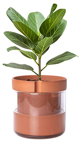 Phoenix Vine 8 Inch Self Watering Planter Pot, Terracotta Clay Pot with Glass Reservoir for Indoor Plants, Herbs, Flowers, Set of 1, 52-A-H-1