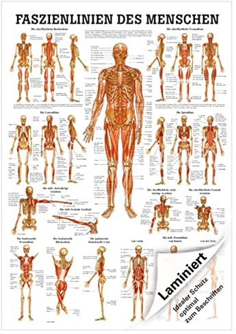 Rüdiger Mini-Poster Faszien des Menschen, LxB 34x24 cm