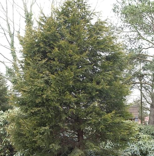 Gelbe Leyland Zypresse Castlewellan Gold 40-60cm - Cupressocyparis leylandii