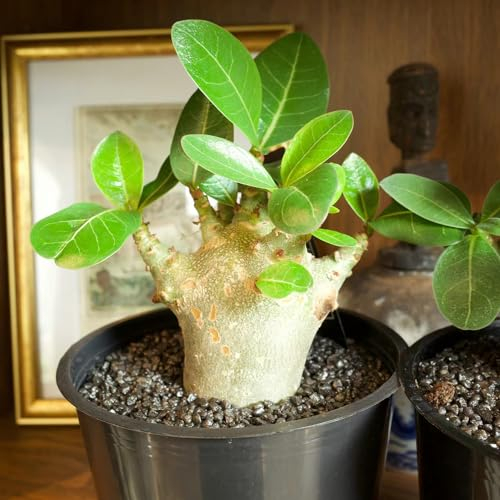 100 Pcs Affenbrotbaum Samen - Baobab Baum Kaufen Samen Pflanzensamen, Pflanzen Samen Indoor (Adansonia Digitata) Indoor Plants, Stauden Winterhart Mehrjährig Bonsai Tree Bäume Pflanzen,