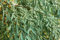 Russische Olive - 12 Samen