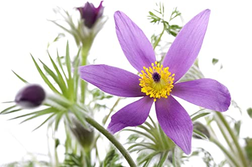 Pulsatilla vulgaris 'Pinwheel Blau' ca. 9x9 cm Topf - Küchenschelle, blaue Blüten, Blütezeit März-April, ideal für Steingärten, bienenfreundlich, pflegeleicht