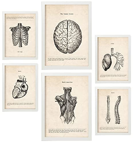 Nacnic Oberkörper Postern. Medizinische Illustrationen im Vintage Stil von Anatomie, Körperteilen, Knochen und Muskeln. Innenarchitektur und Dekoration. A4 & A3 Weiße Rahmen.