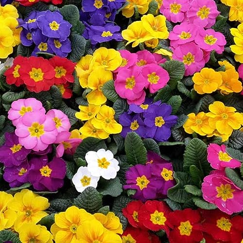 100 Stücke Primeln Samen, Garten Pflanzen Winterharte, Wildblumen Balkonblumen Primeln Pflanzen Im Topf Blumensamen Gastgeschenk Geschenke Für Gartenfreunde Bio Saatgut Geschenke Für