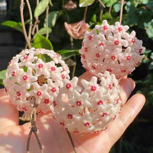 20 pcs Hoya Pflanze Samen, Garten Blumen Winterhart, Kletterpflanzen Winterhart Hoya Carnosa Samen, gastgeschenk blumensamen, balkon beet Gastgeschenke Hochzeit Blumensamen, Winterharte