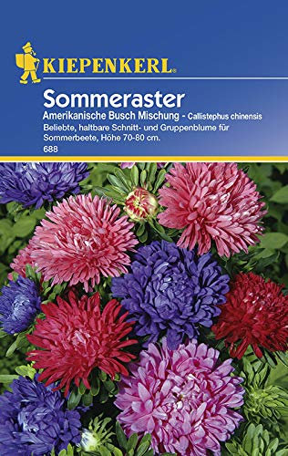 Sperli Blumensamen Sommeraster Amerikanische Busch Mischung, grün
