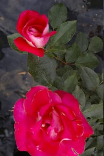 Rosa Heimatmelodie ® - Beetros - rosaweiß Duft+ - Tantau-Rose Preis nach Stückzahl 5 Stück