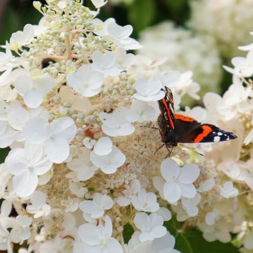 Rispenhortensie 'Baby Lace', weiß, 3er-Set, Höhe 40-60 cm, Topf 5 Liter