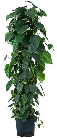 Dehner Baumfreund, Philodendron scandens, in Hydrokultur, ca. 115 cm, Ø Topf 22 cm, Zimmerpflanze
